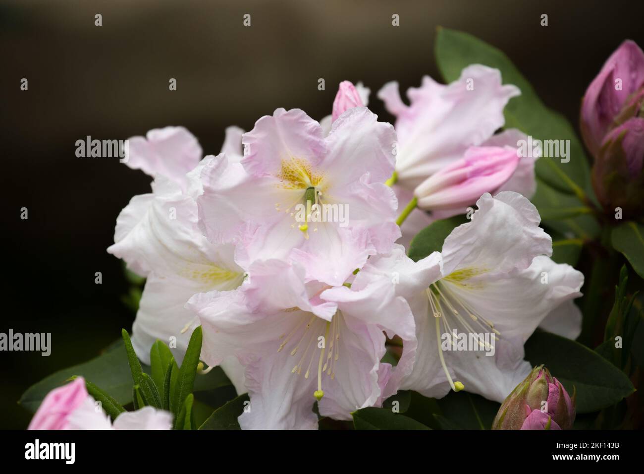 Schöne blassrosa Rhododendronblüten. Der Kern der Blüten hat ein zartes, getupftes gelbes Muster, die Federduster sind weiß. Stockfoto