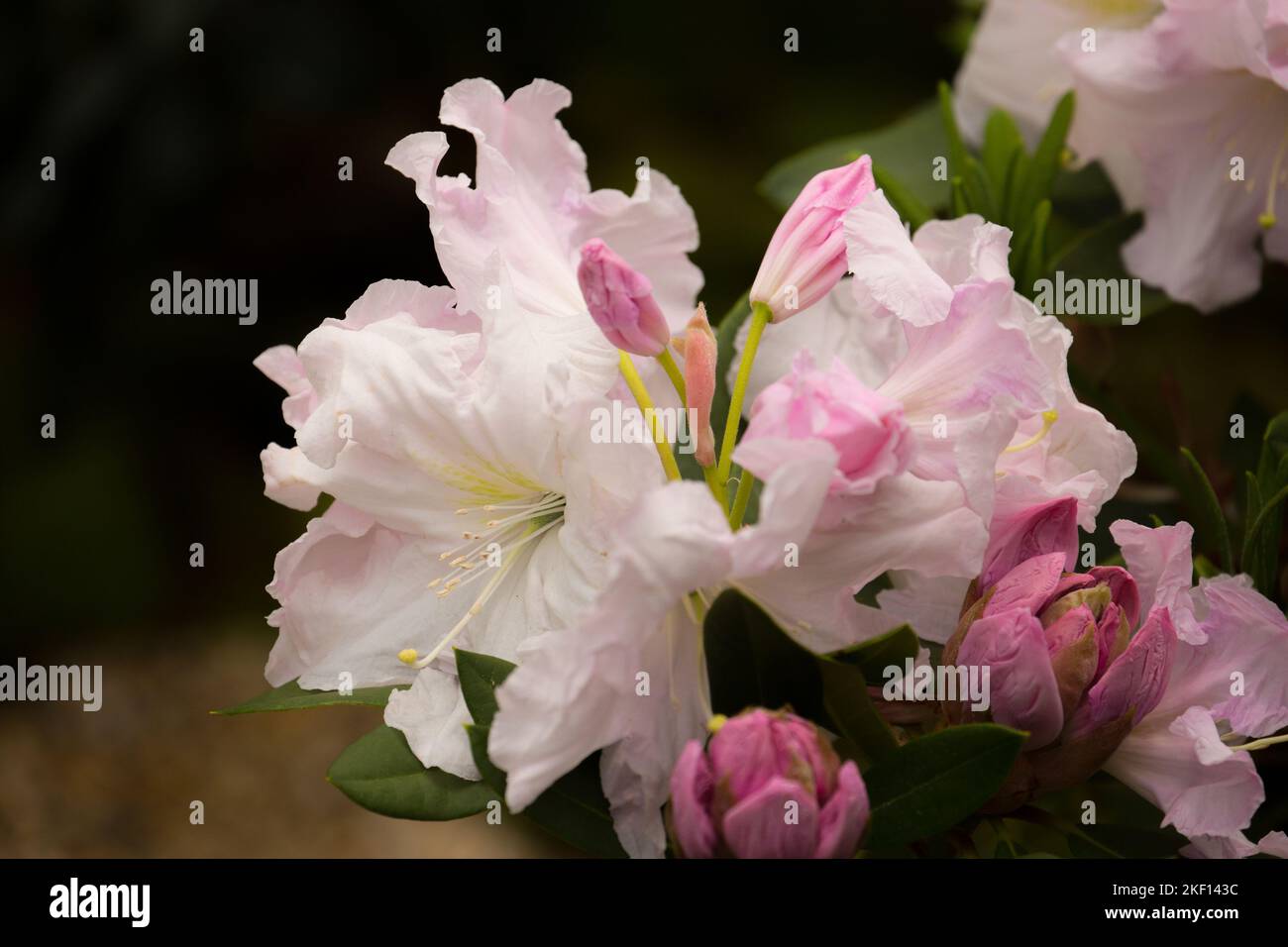 Schöne blassrosa Rhododendronblüten. Der Kern der Blüten hat ein zartes, getupftes gelbes Muster, die Federduster sind weiß. Stockfoto