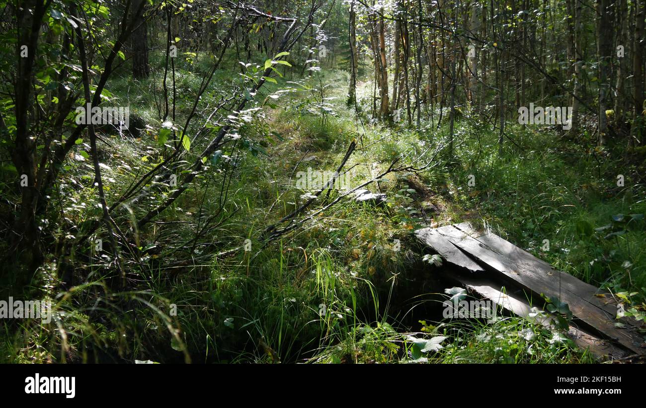 Weg über die Holzbrücke im Wald Stockfoto