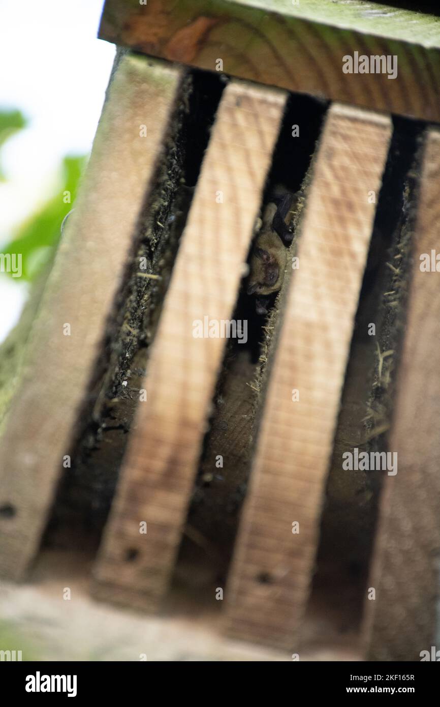 Fledermäuse, die in einer Fledermauskiste ruhen Stockfoto