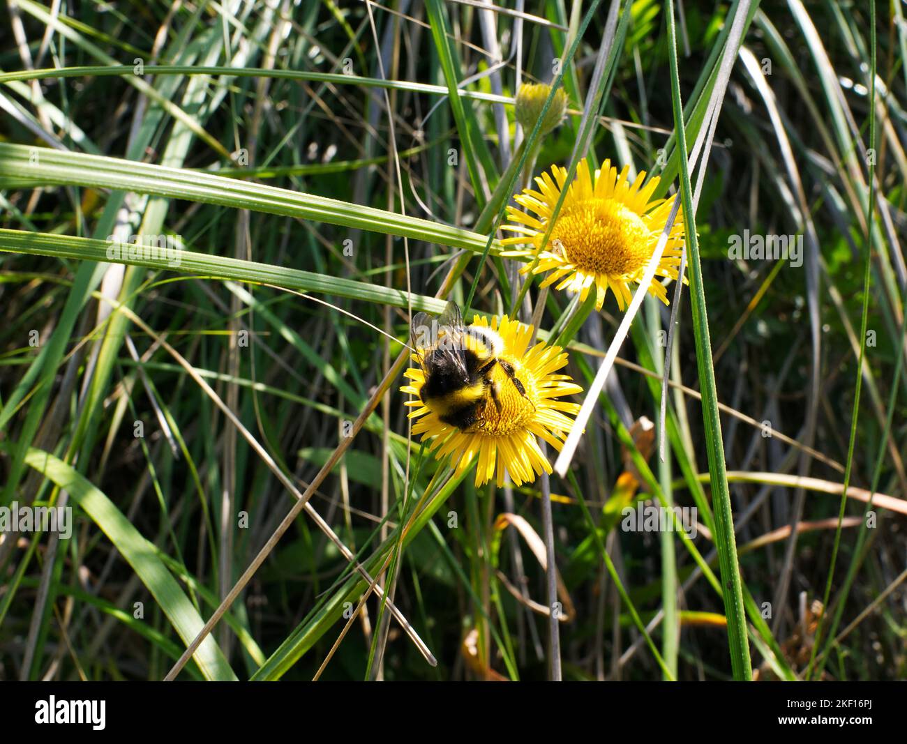 Hummel auf gelbem Löwenzahn Stockfoto