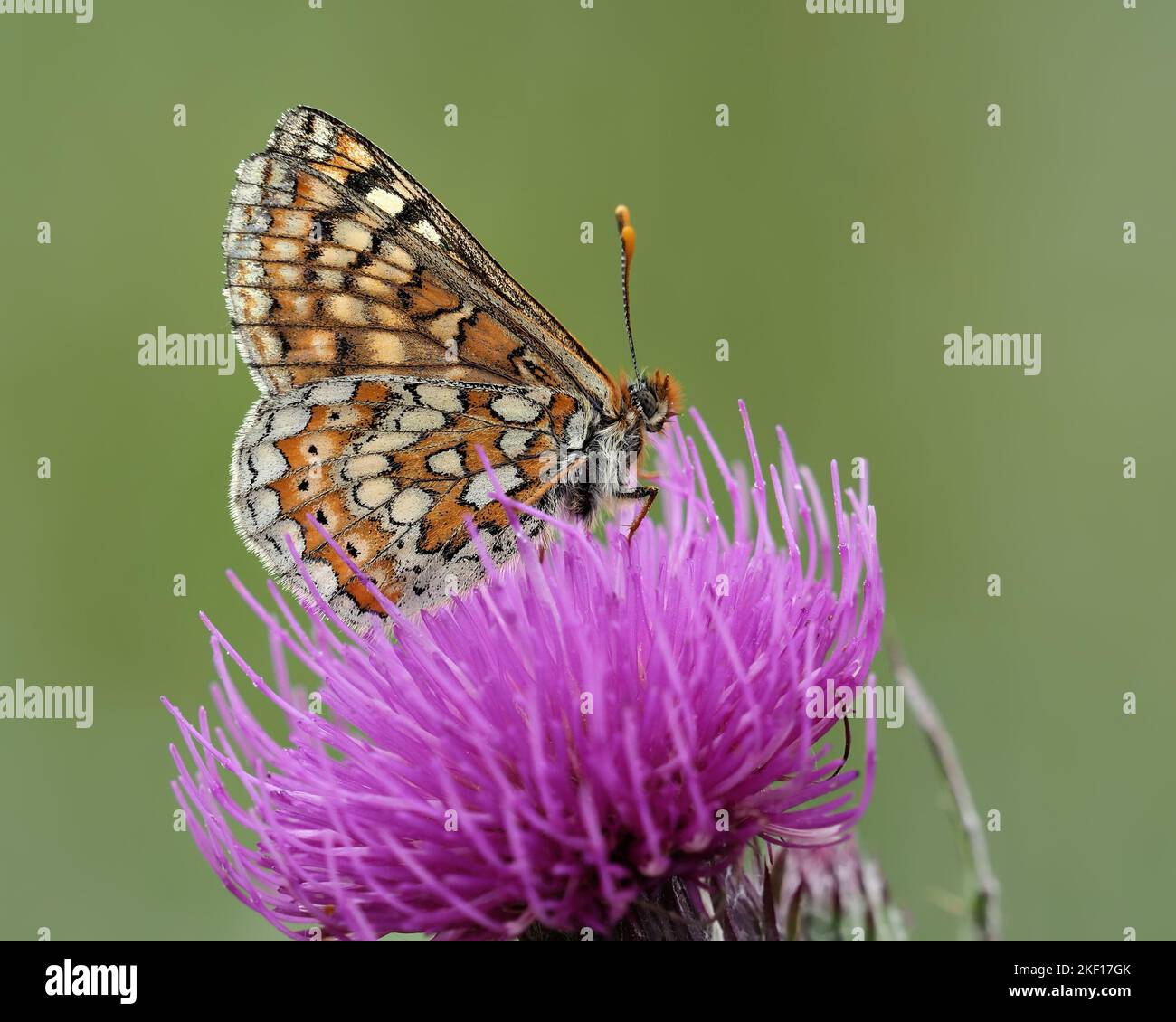 Marsh Fritillary Schmetterling (Efydryas aurinia) thront auf der Blume der Karsttaube. Tipperary, Irland Stockfoto