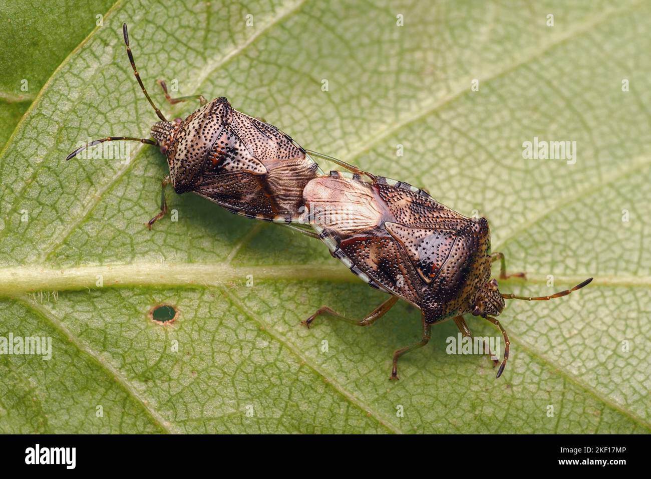 Paarende Elternbugs (Elasmucha grisea) auf Birkenblatt. Tipperary, Irland Stockfoto