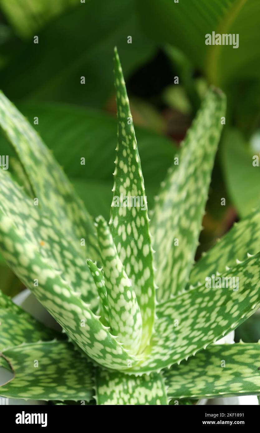 Nahaufnahme der gepunkteten Form Aloe Vera Var. Chinensis-Pflanze Stockfoto