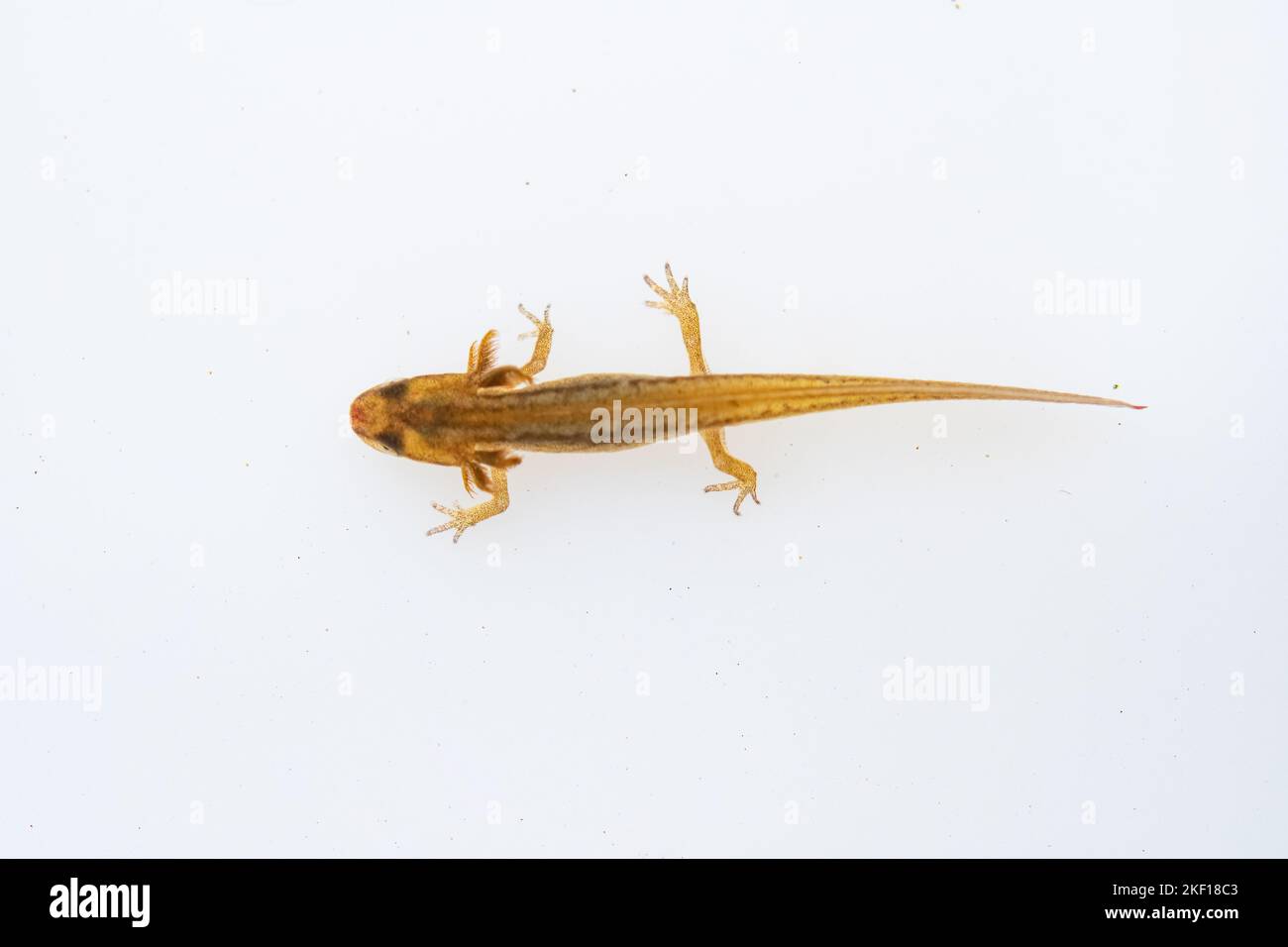 Glatter Molch-eft oder Kaulquappe Stockfoto