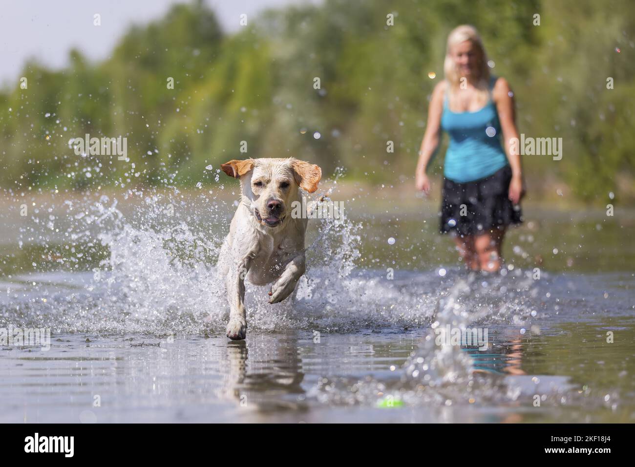 Frau mit Labrador Retriever Stockfoto