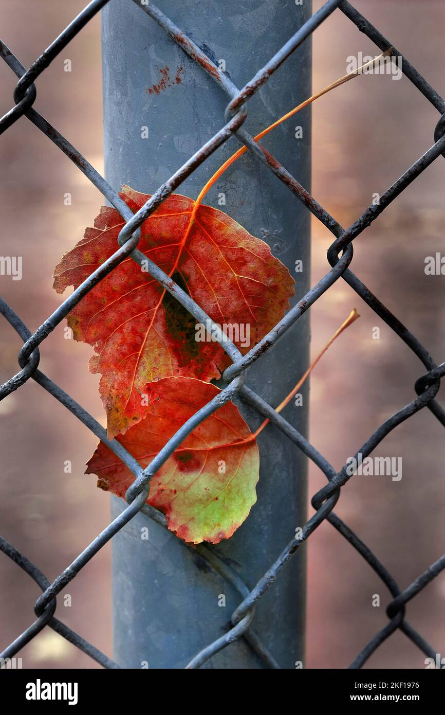 Herbst Herbstblatt in Kettenglied Zaun Natur und Industrie gefangen Stockfoto