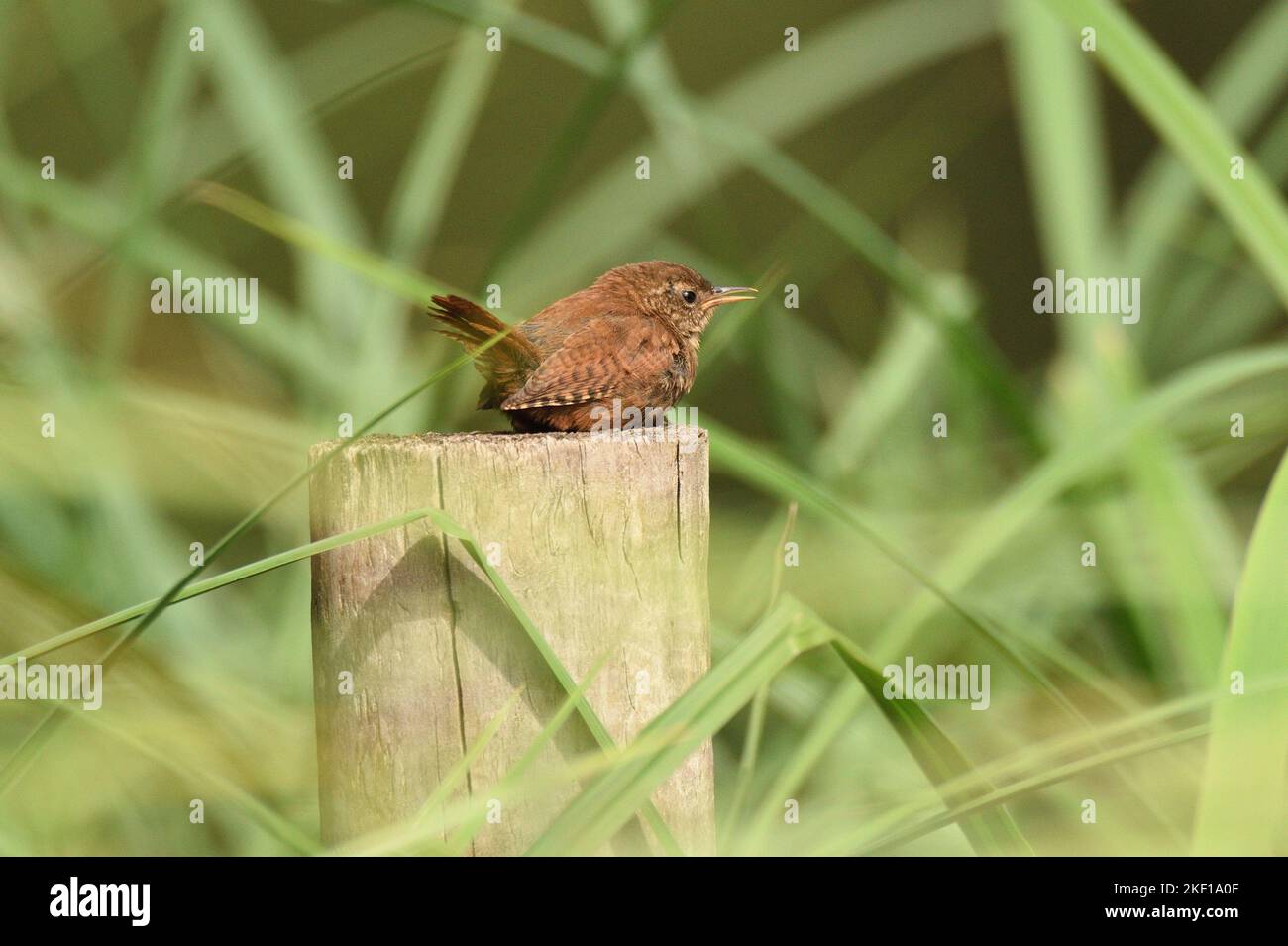 Eurasian Wren, der sich auf einem Holzpfosten in der Sonne ausruhen kann. Hampstead Heath, London, England, Großbritannien. Stockfoto