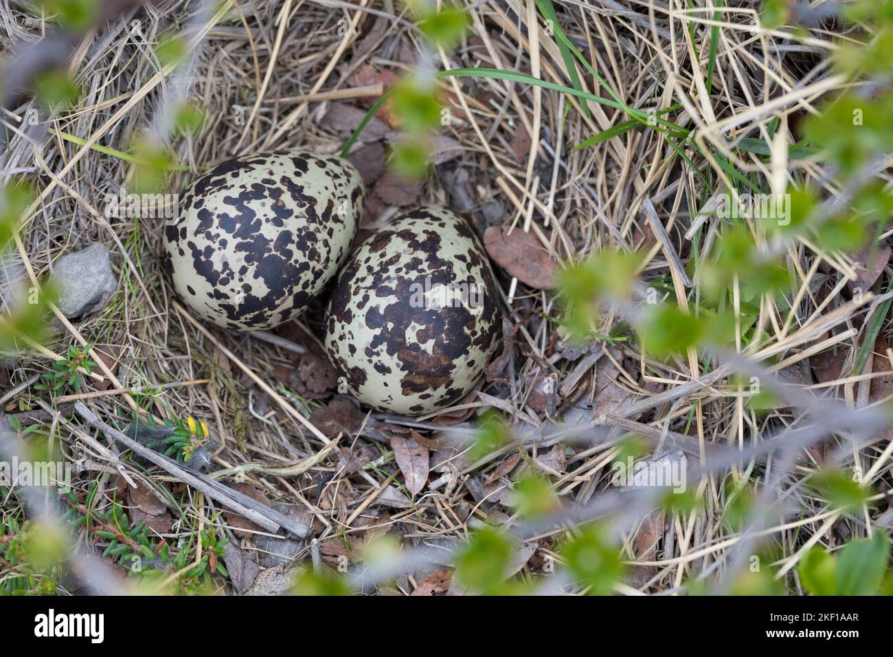Goldregenpfeifer, Nest, Gelege, Eier, Ei, Gold-Regenpfeifer, Regenpfeifer, Pluvialis apricaria, Eurasischer Goldpfeifer, Goldpfeifer, Nest, Ei, Eier Stockfoto