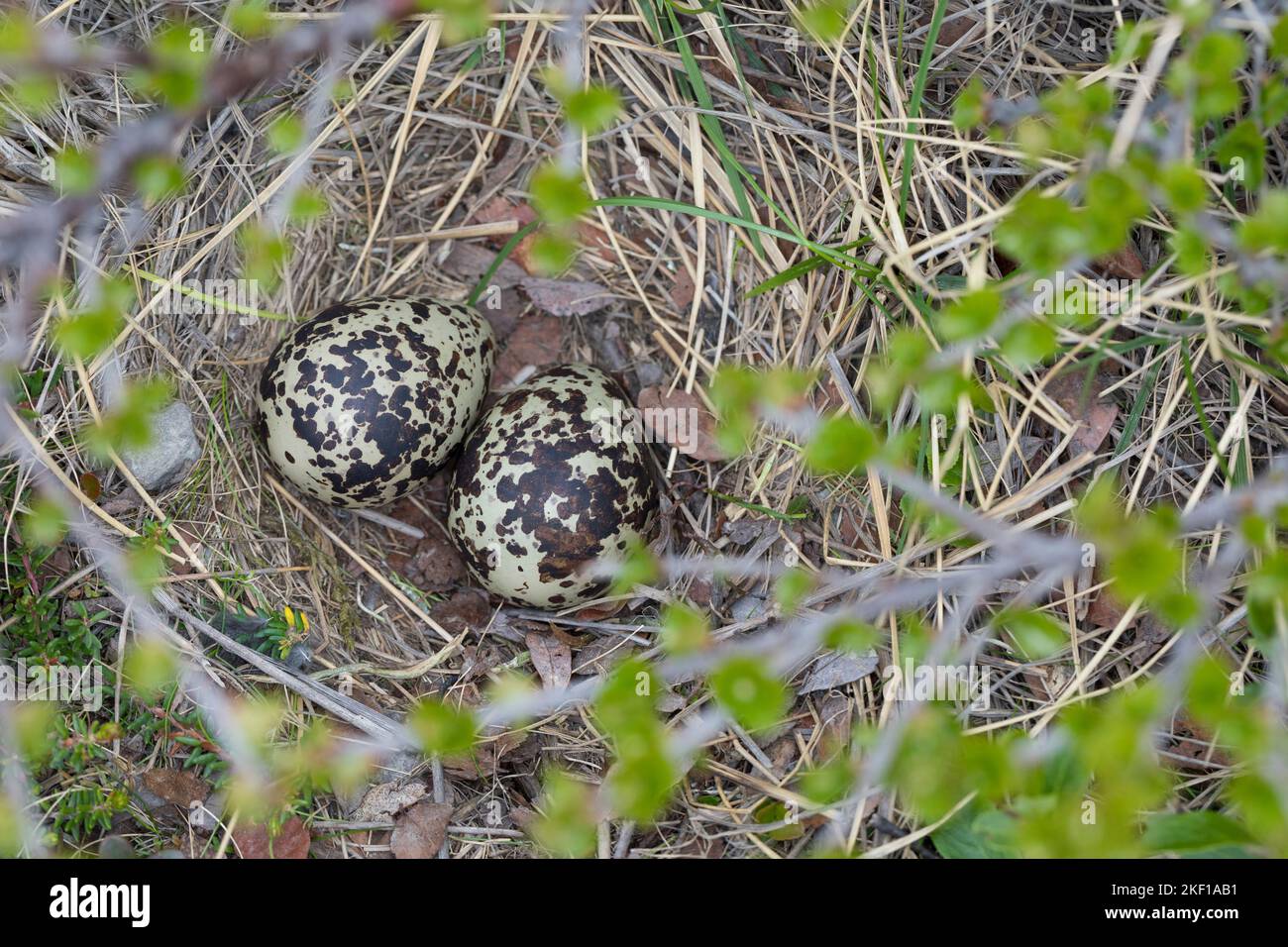 Goldregenpfeifer, Nest, Gelege, Eier, Ei, Gold-Regenpfeifer, Regenpfeifer, Pluvialis apricaria, Eurasischer Goldpfeifer, Goldpfeifer, Nest, Ei, Eier Stockfoto