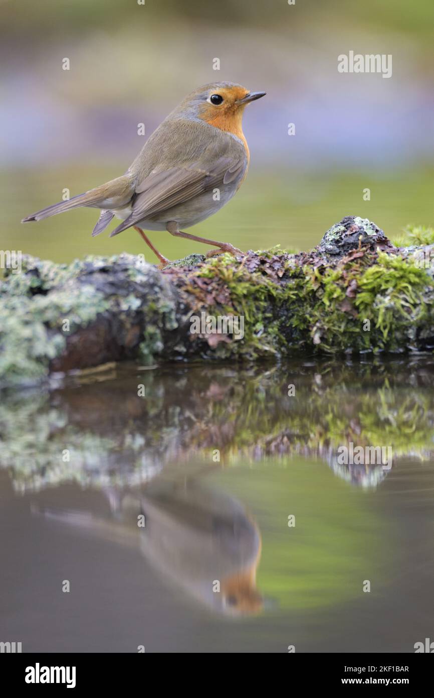 Rotkehlchen Stockfoto