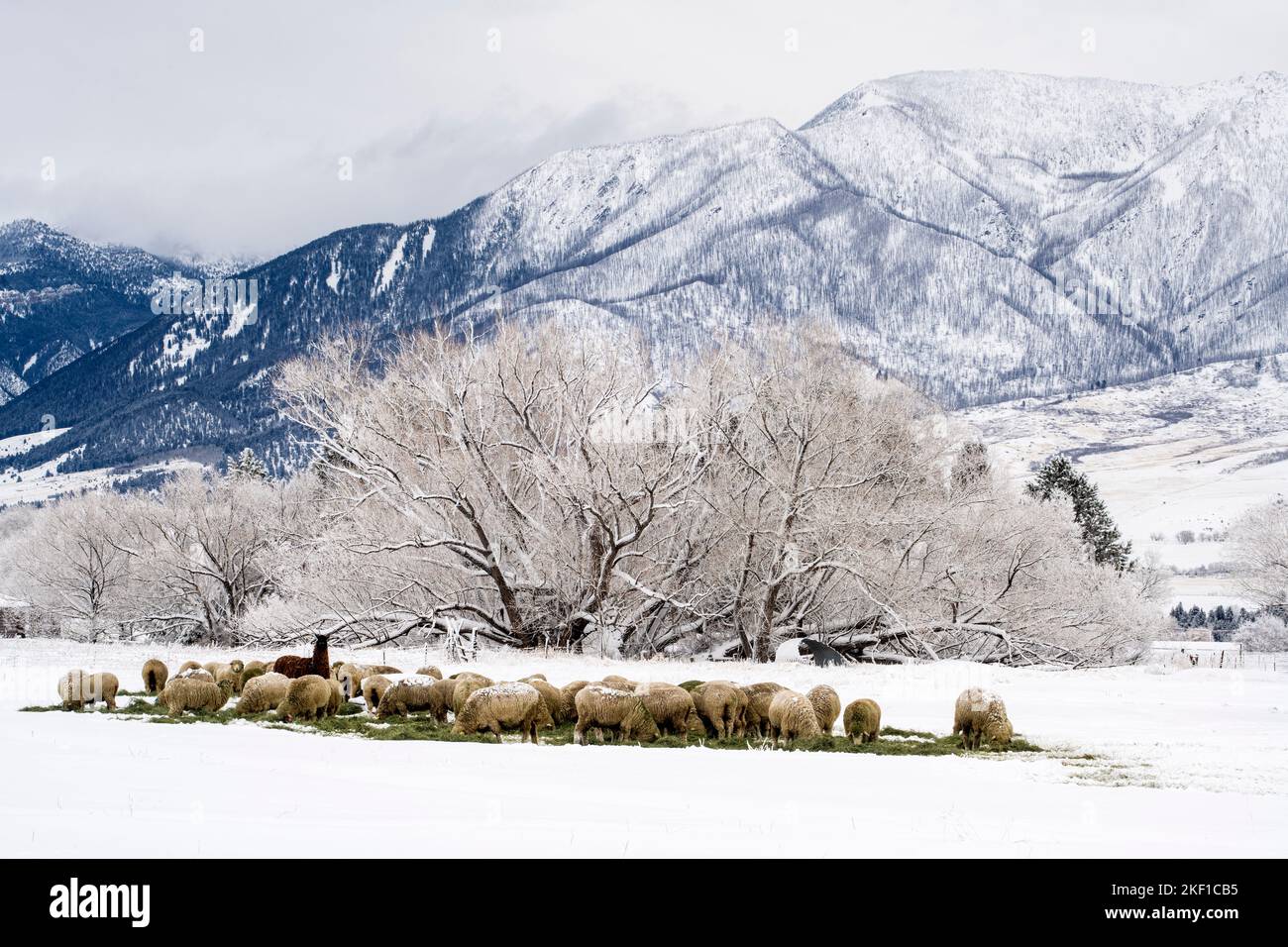 Landwirtschaftliche Winterlandschaft - Schafe und Bäume mit Neuschnee, Livingston Paradise Valley, Montana, USA Stockfoto