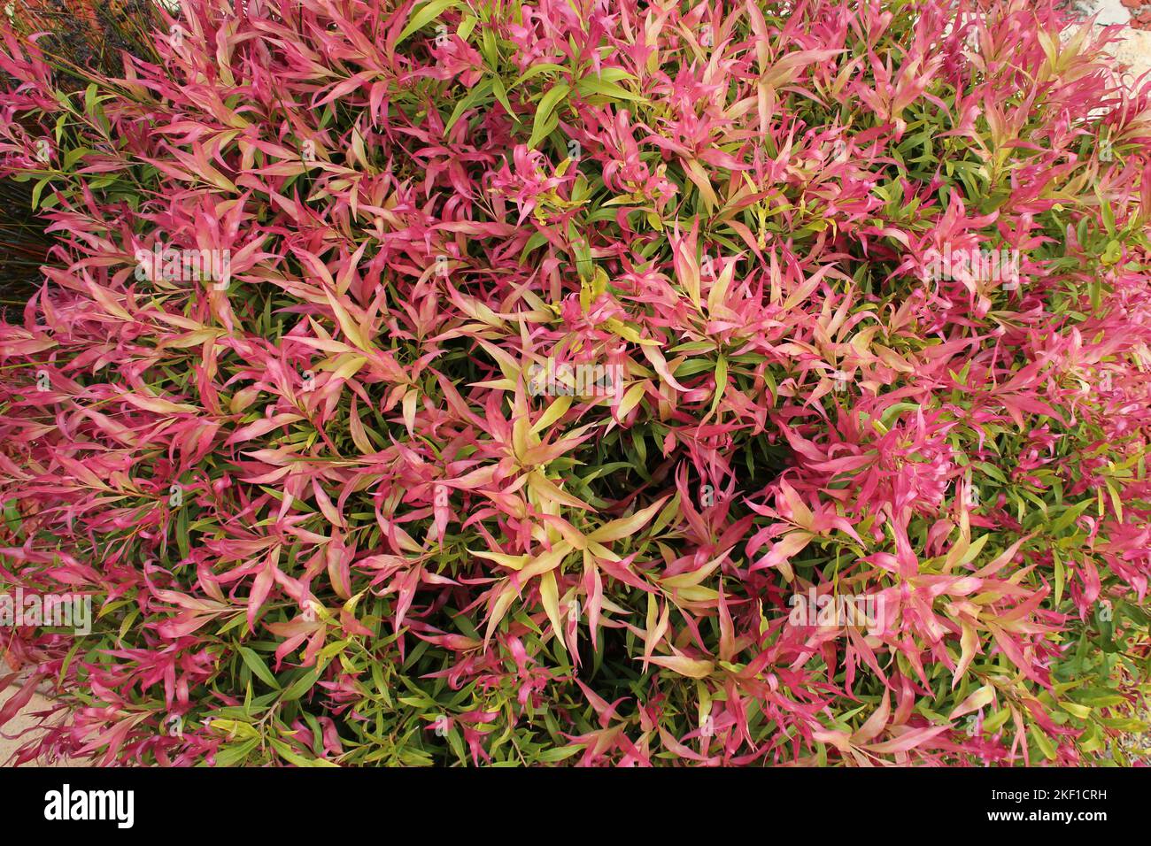 Pflanzen Sie in einem Garten in australien Stockfoto