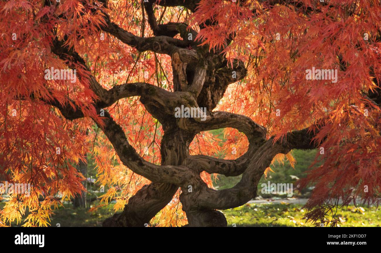 Japanischer Ahornbaum, (Acer palmatum) Herbstfarbe und verdrehter Stamm Stockfoto