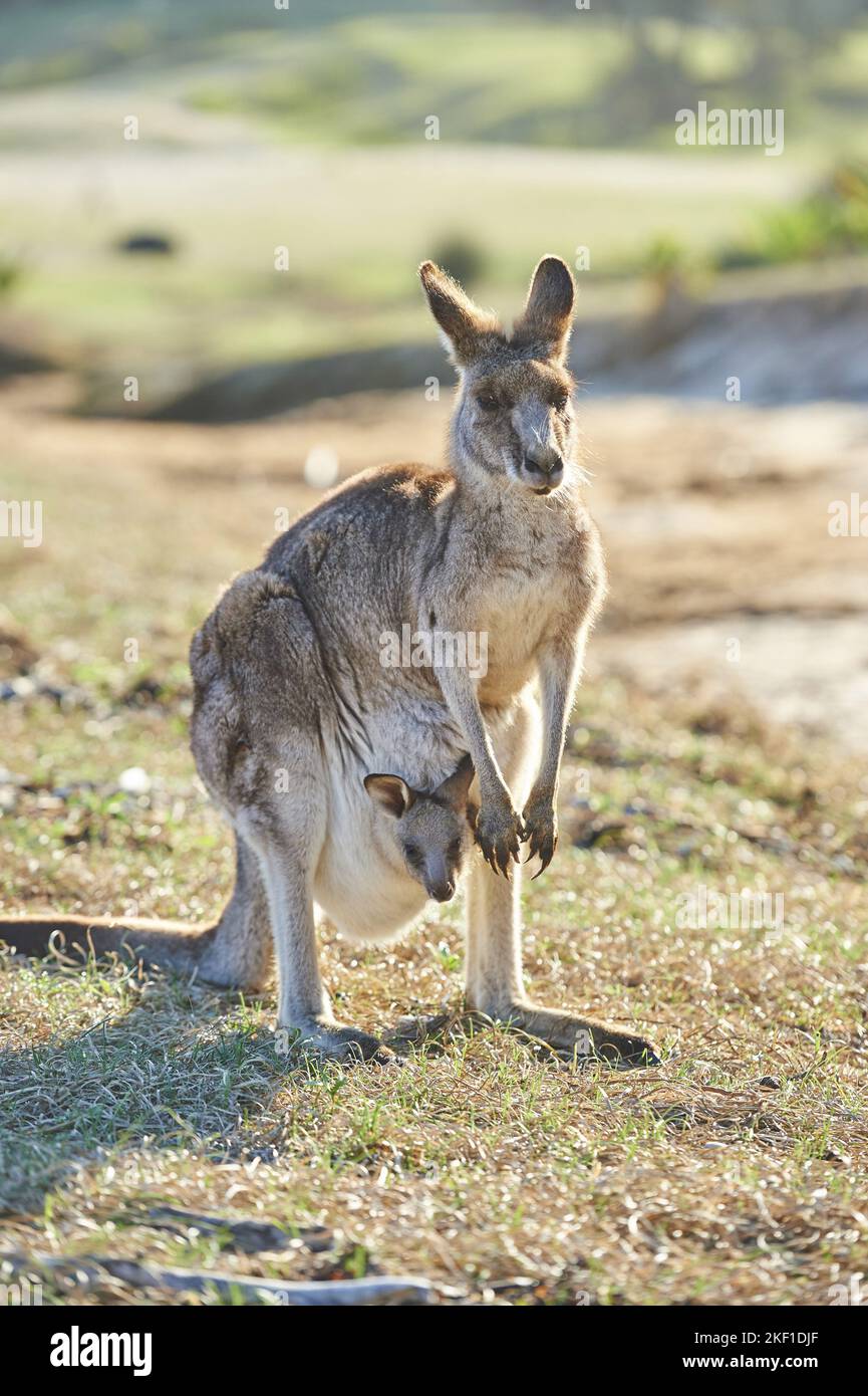 Stehendes graues Känguru aus dem Osten Stockfoto