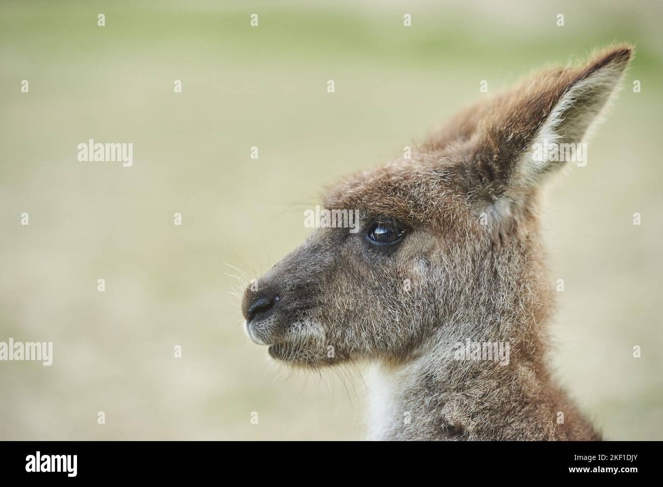 Porträt des ostgrauen Känguru Stockfoto