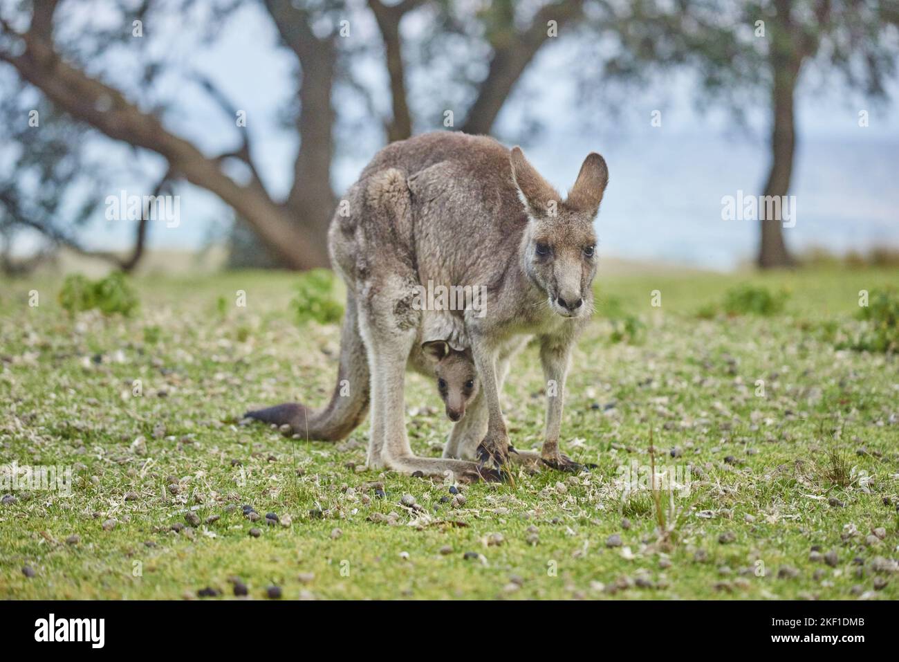 Stehendes graues Känguru aus dem Osten Stockfoto