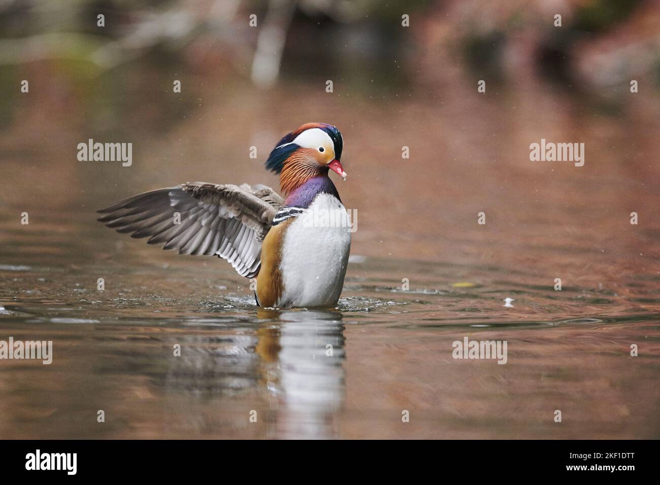 Mandarin Ente Stockfoto