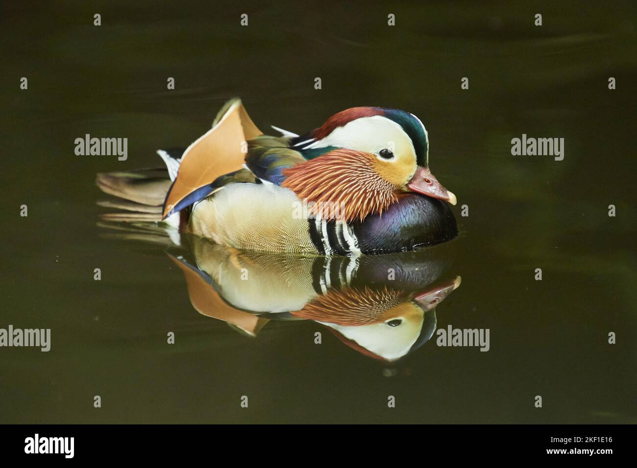 Mandarin Ente Stockfoto