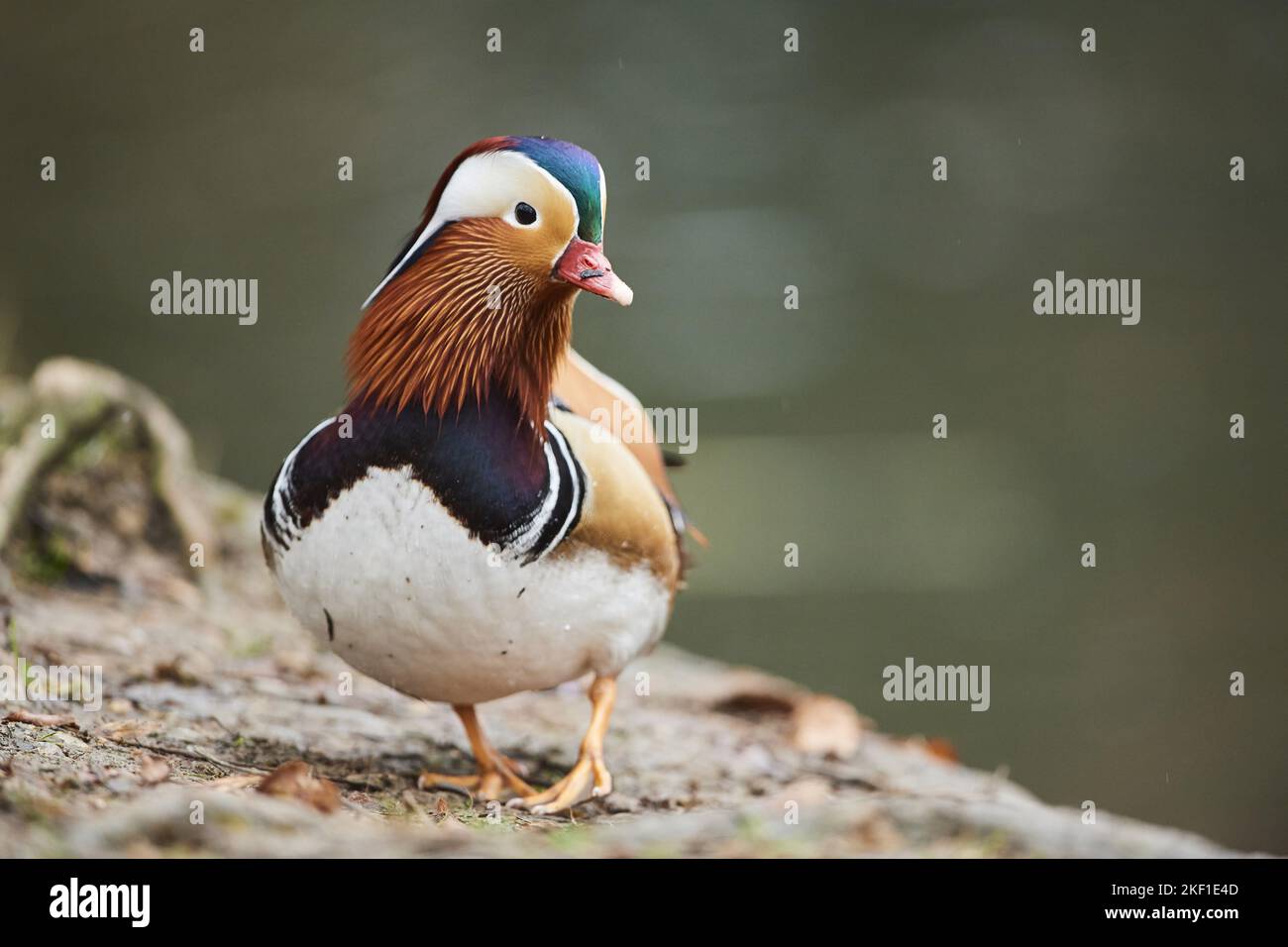 Mandarin Ente Stockfoto