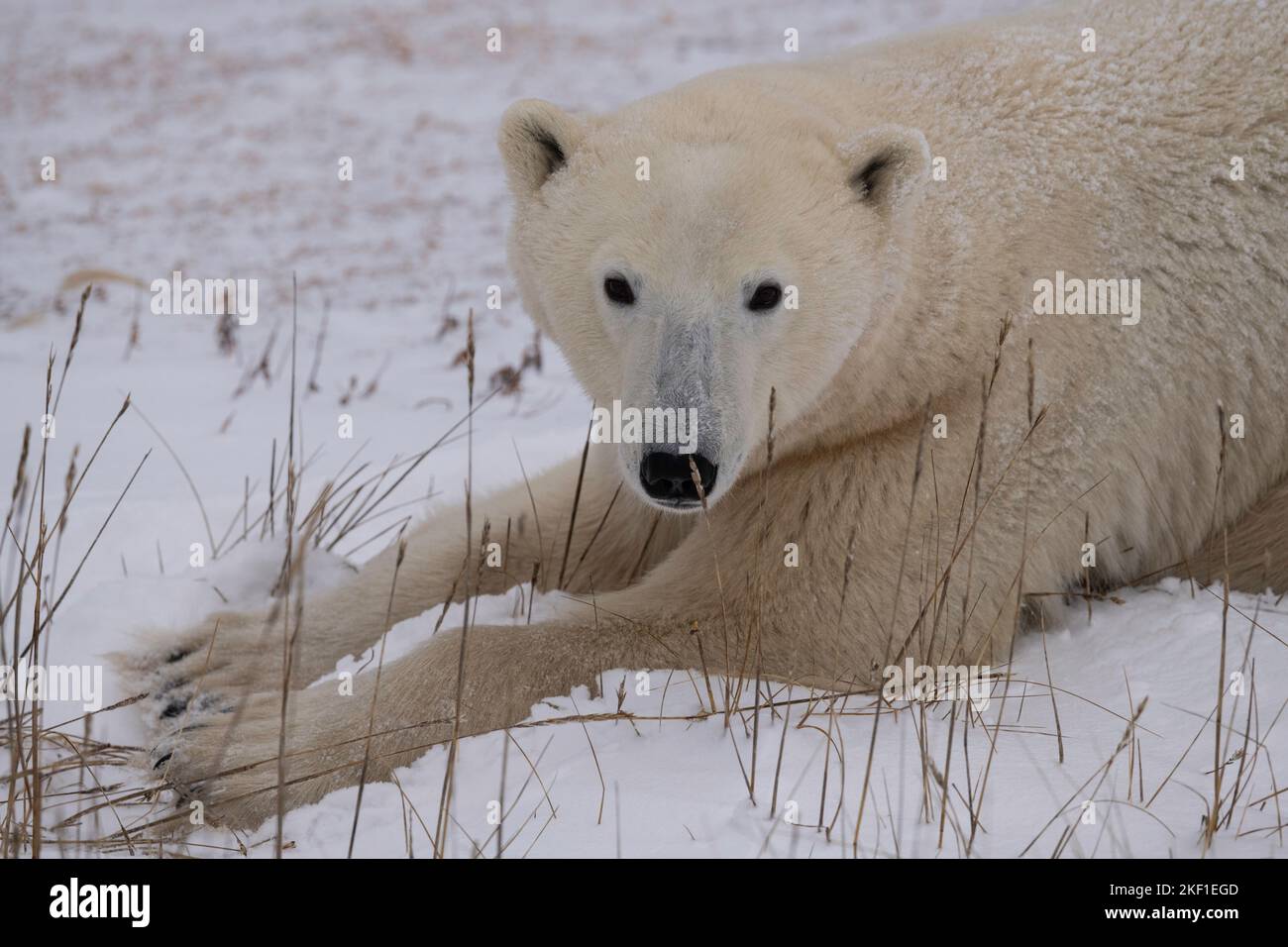 Eisbär an der Hudson Bay, Churchill Stockfoto