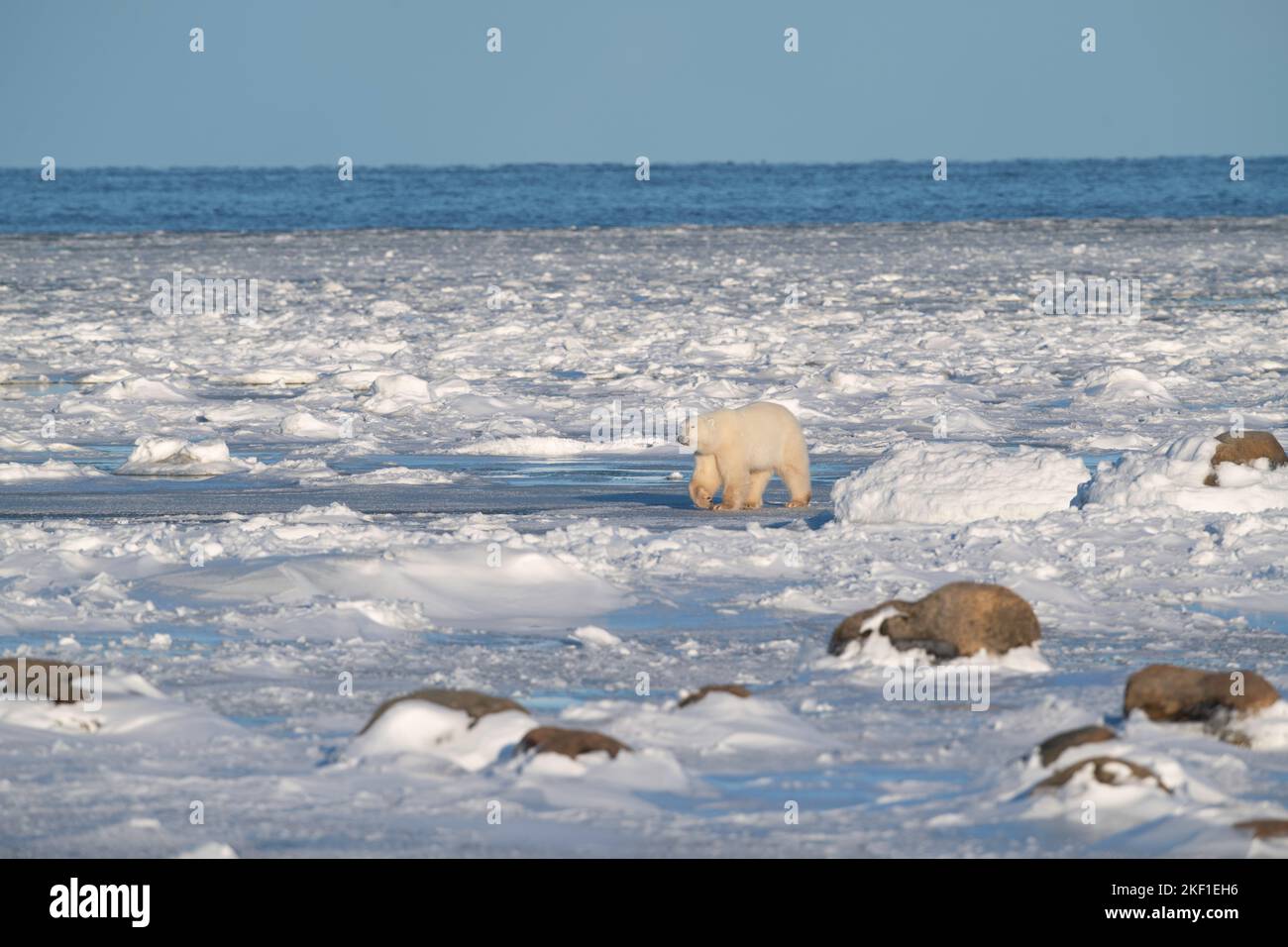 Eisbär an der Hudson Bay, Churchill Stockfoto