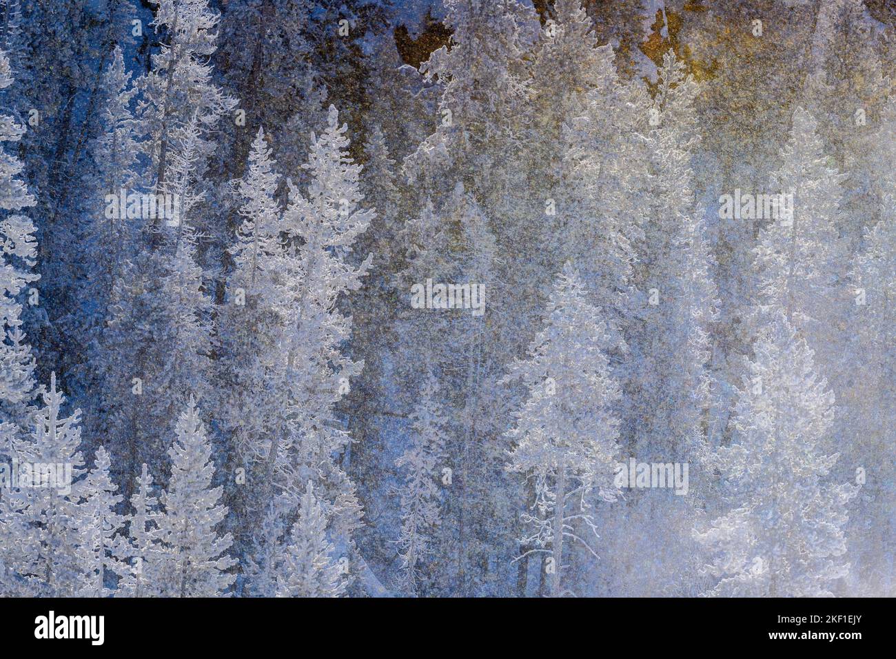 Milchbäume in der Nähe von Gibbon Meadows, Yellowstone National Park, Wyoming, USA Stockfoto