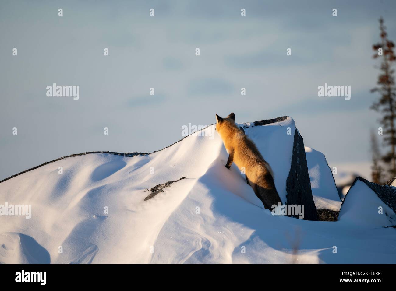 Red Fox, Churchill Manitoba Stockfoto
