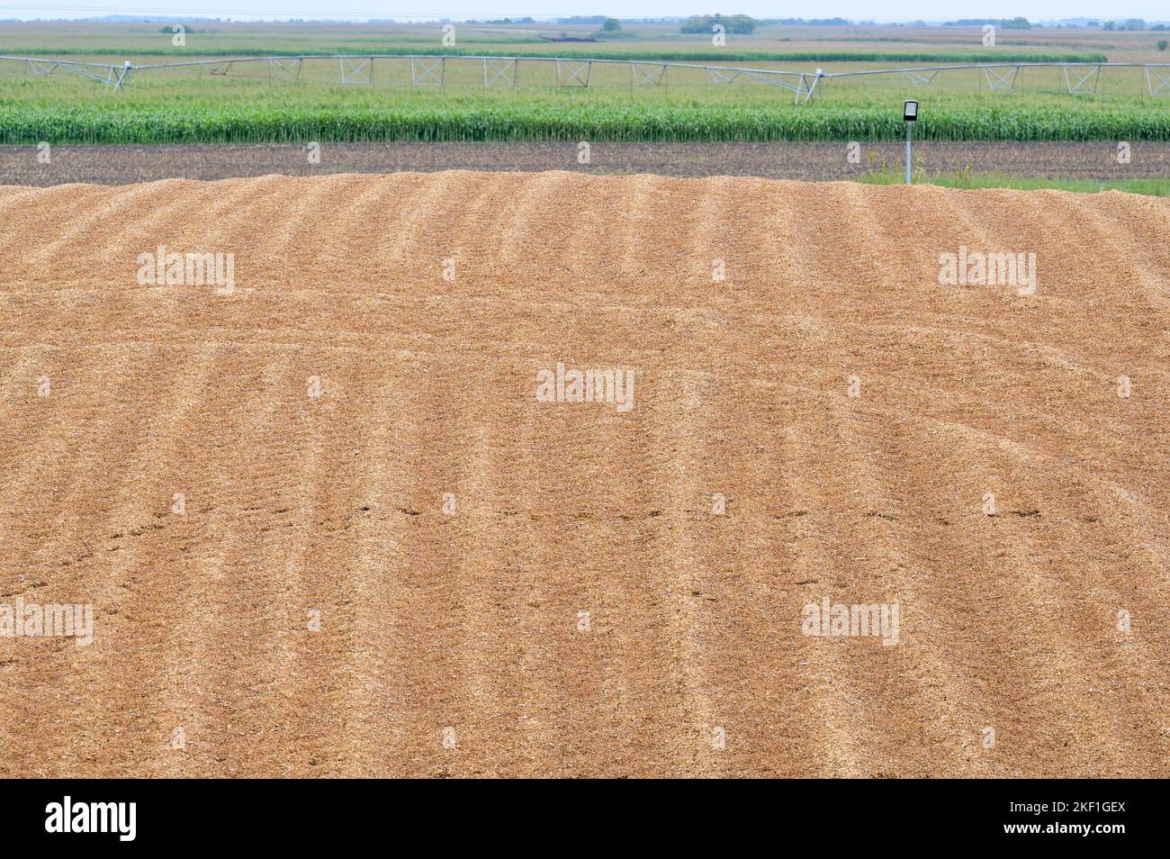 SERBIEN, Maisfeld und Maissilage für Biogasanlage / SERBIEN, Svetozar Miletic bei Sombor, Agrarbetrieb Agro plus Energy, Maisfelder und Silage für Biogasanlage Stockfoto