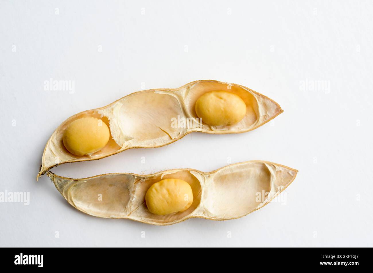 SERBIEN, Region Vojvodina, Sojabohne close-up / SERBIEN, Region Vojvodina, DonauSoja, Soja Close-up, Soja Schote und Sojabohne Stockfoto