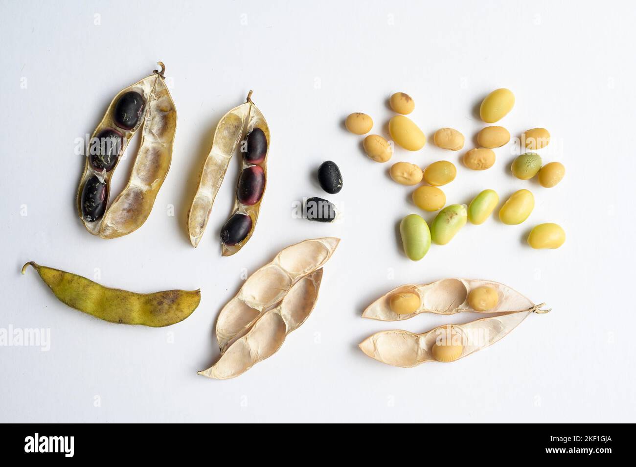 SERBIEN, Region Vojvodina, Sojabohnen-Nahaufnahme, schwarze Sojabohnen-Sorte Black Star / SERBIEN, Region Vojvodina, DonauSoja, Soja Close-Up, Soja Schote und Sojabohne, schwarzer Soja, Neuzüchtung Sorte Black Star Stockfoto