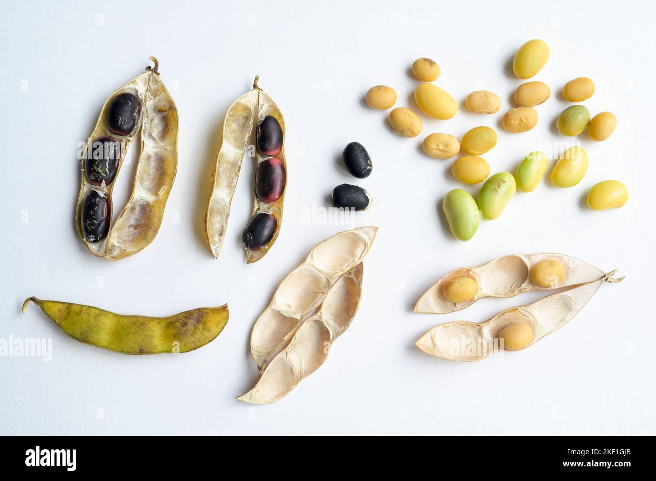 SERBIEN, Region Vojvodina, Sojabohnen-Nahaufnahme, schwarze Sojabohnen-Sorte Black Star / SERBIEN, Region Vojvodina, DonauSoja, Soja Close-Up, Soja Schote und Sojabohne, schwarzer Soja, Neuzüchtung Sorte Black Star Stockfoto