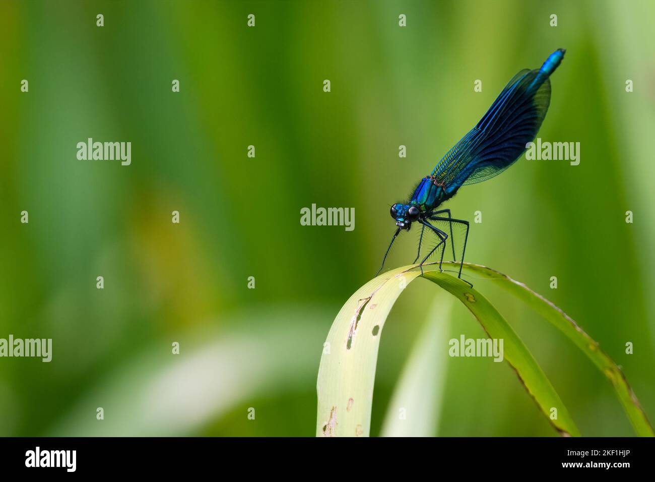 Damselfly Gebänderten Prachtlibelle (Calopteryx Splendens) Stockfoto