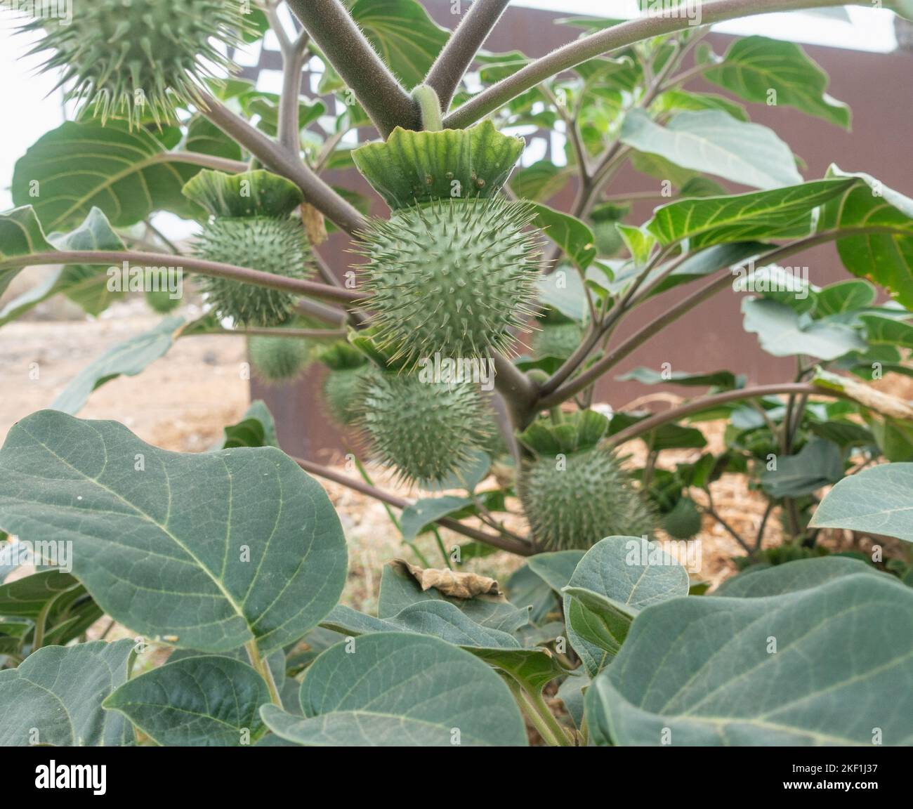 Datura wrightii, auch bekannt als haariger Dornapfel, westliches Unkraut, heiliger Dornapfel... In den USA Stockfoto