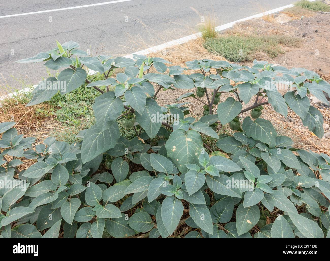 Datura wrightii, auch bekannt als haariger Dornapfel, westliches Unkraut, heiliger Dornapfel... In den USA Stockfoto