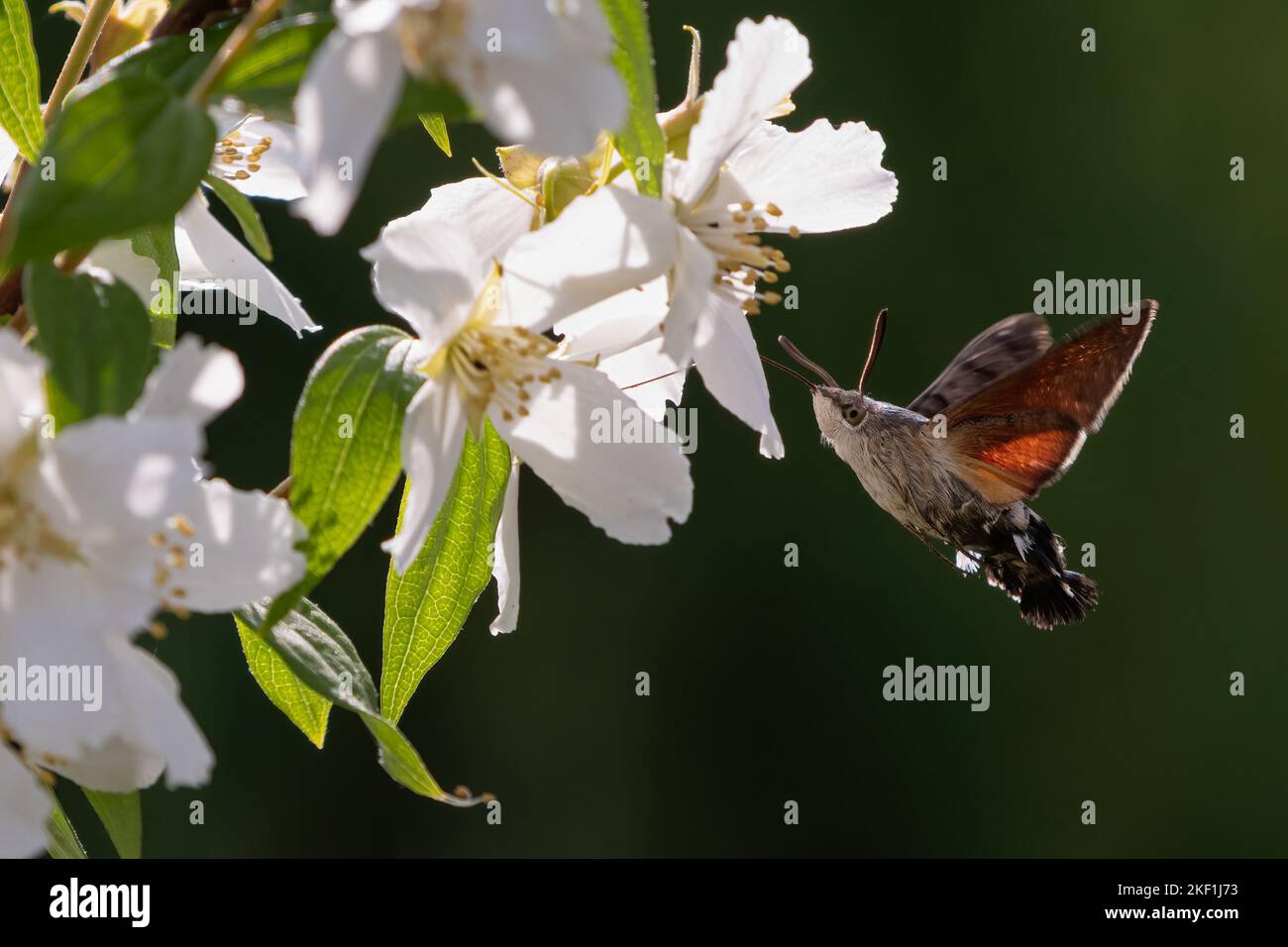 Hummingbird Hawk-Motte (Macroglossum stellatarum) ernährt sich von Blumen Stockfoto