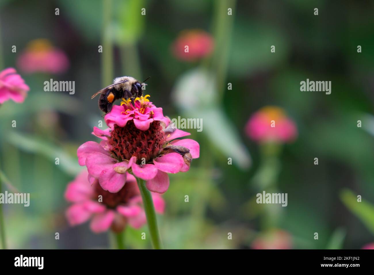 Sinle detailierte Biene sammelt Nektar aus der Pflühblume im Garten. Stockfoto
