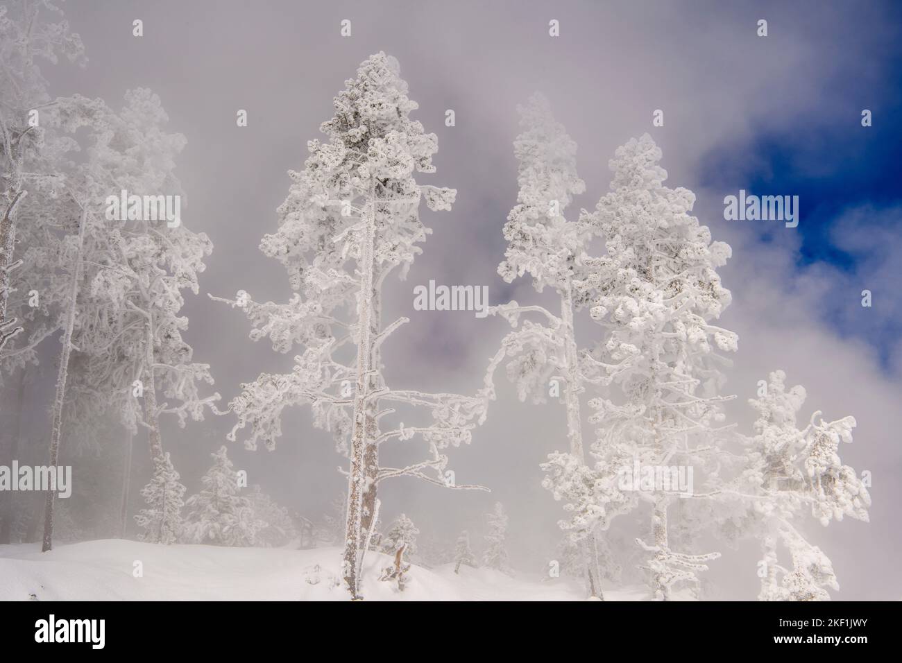 Milchbäume in der Nähe der Beryl Hot Spring, Yellowstone National Park, Wyoming, USA Stockfoto