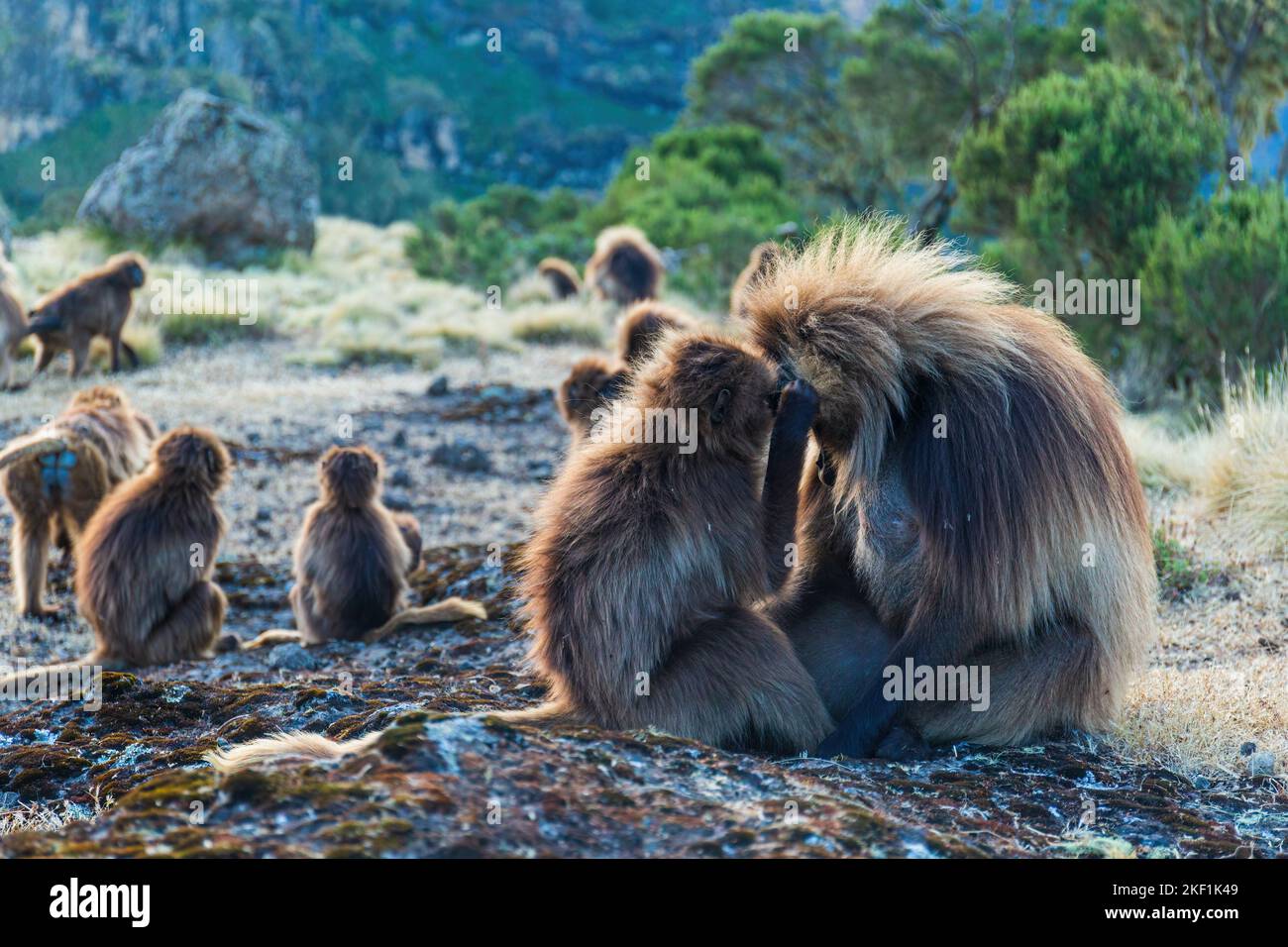 Gelada-Affen, die sich in Athiopien pflegen Stockfoto