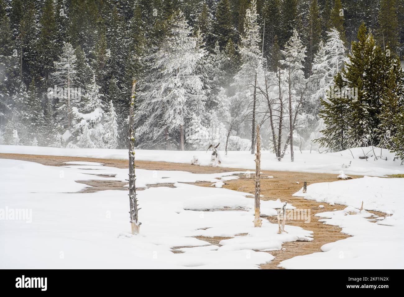 Offenes Thermalgebiet mit Milchbäumen, Yellowstone-Nationalpark, Wyoming, USA Stockfoto