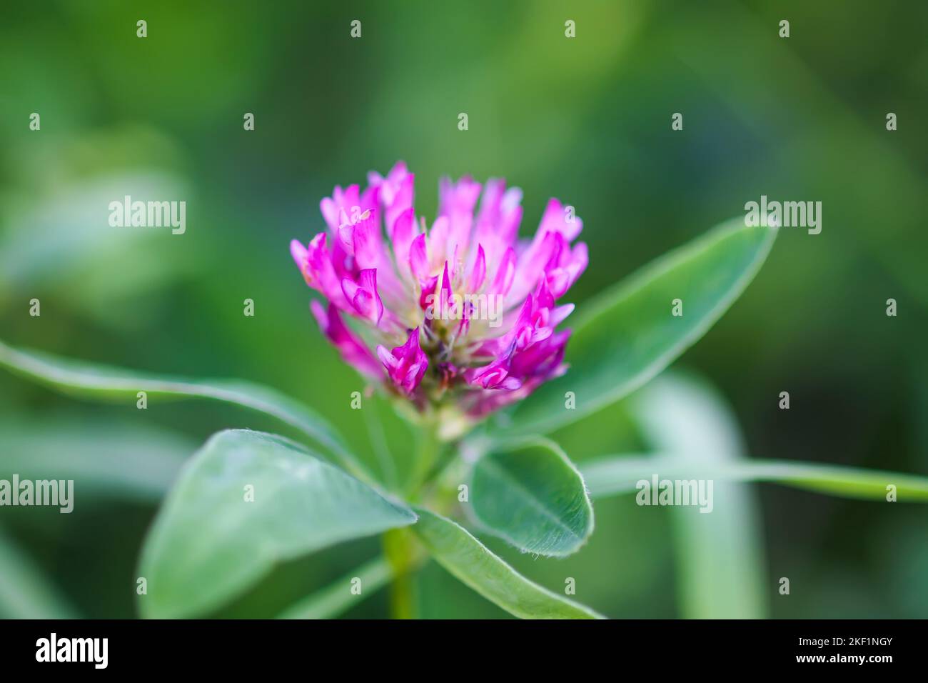 Rosa Kleeblatt. Medizinisches Pflanzengeowing in einer wilden Natur Stockfoto