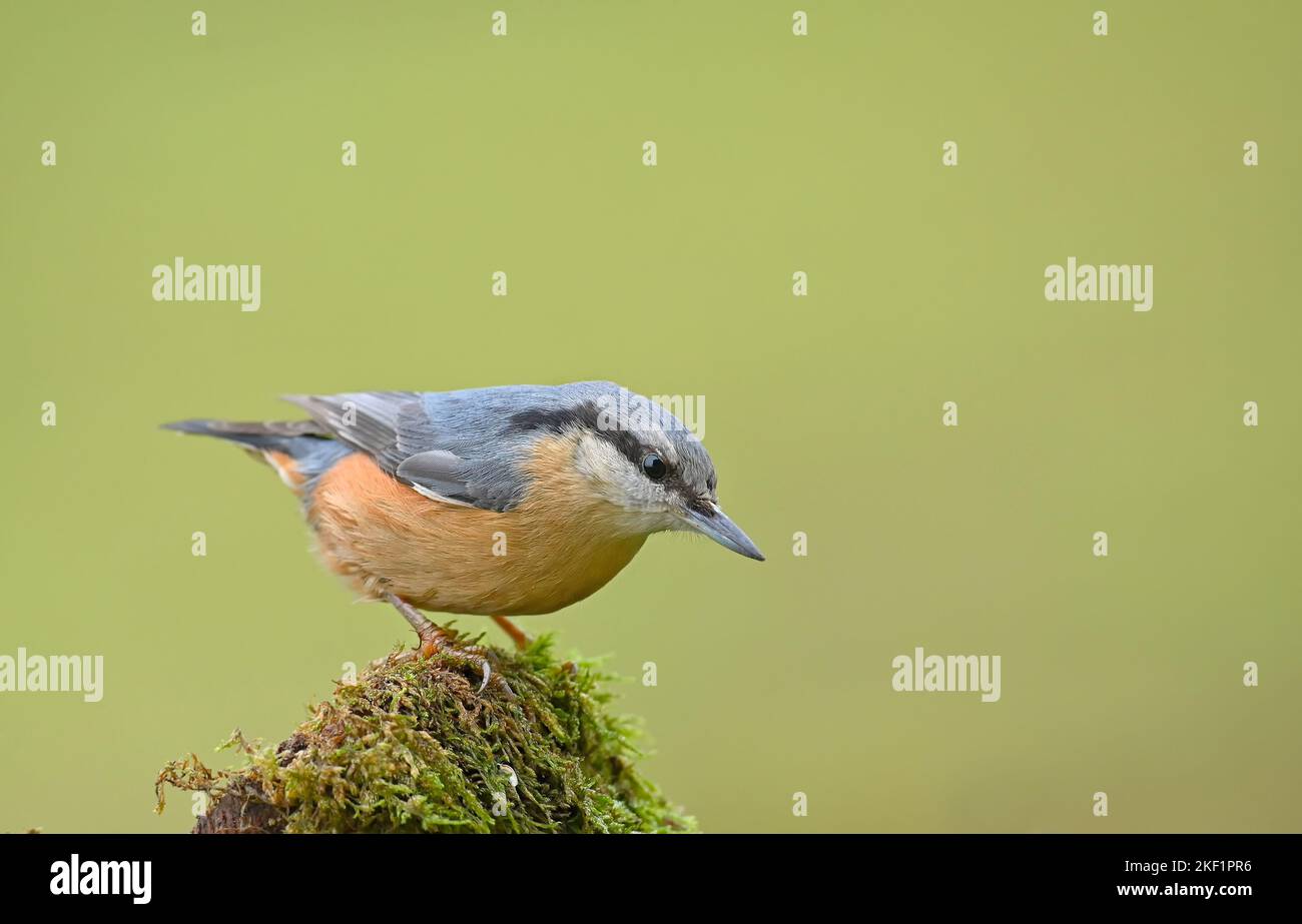 Eine selektive Nahaufnahme eines eurasischen oder hölzernen Akts (Sitta europaea), der auf einem moosigen Felsen thront Stockfoto