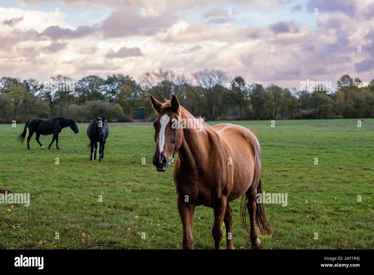 Pferd auf der Natur. Porträt eines Pferdes, braunes Pferd. Gerrmany Landschaft Stockfoto