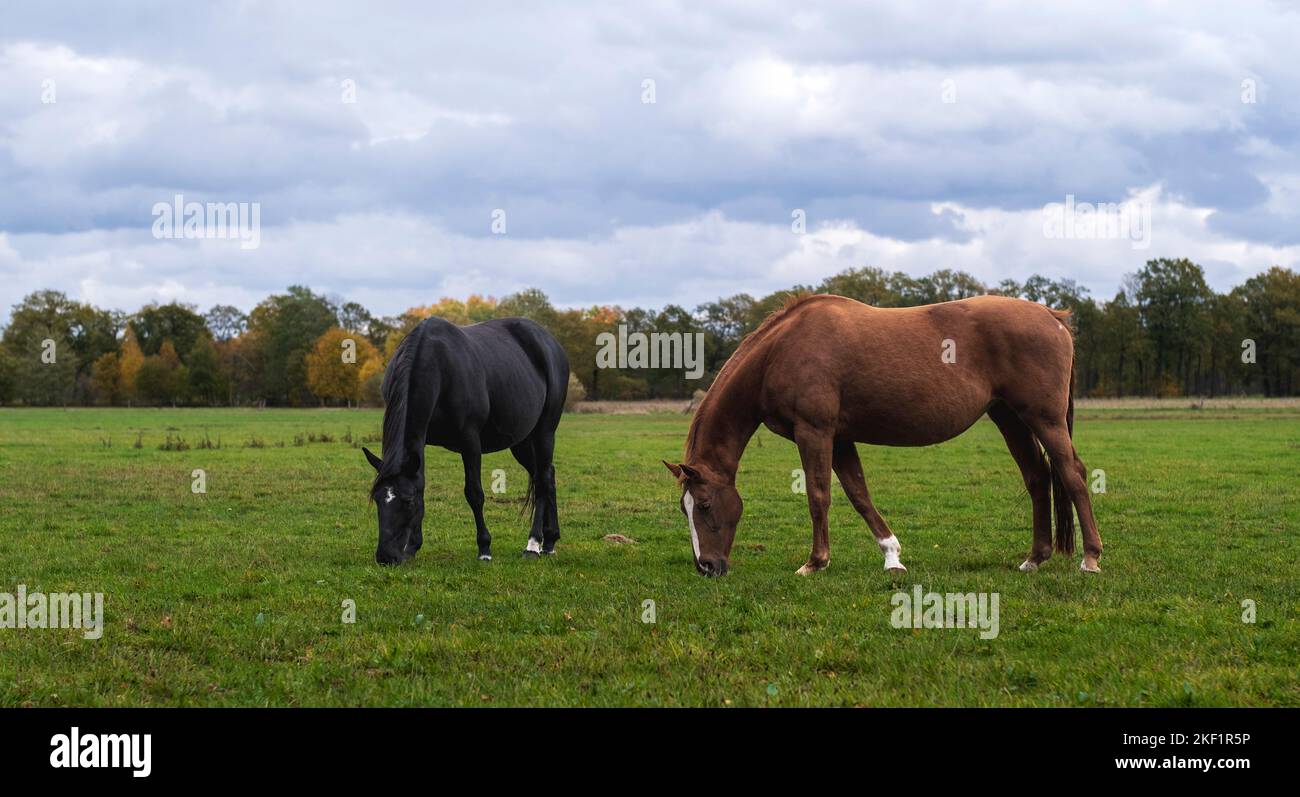 Zwei schöne Pferde auf grünen Wiesen. Stockfoto