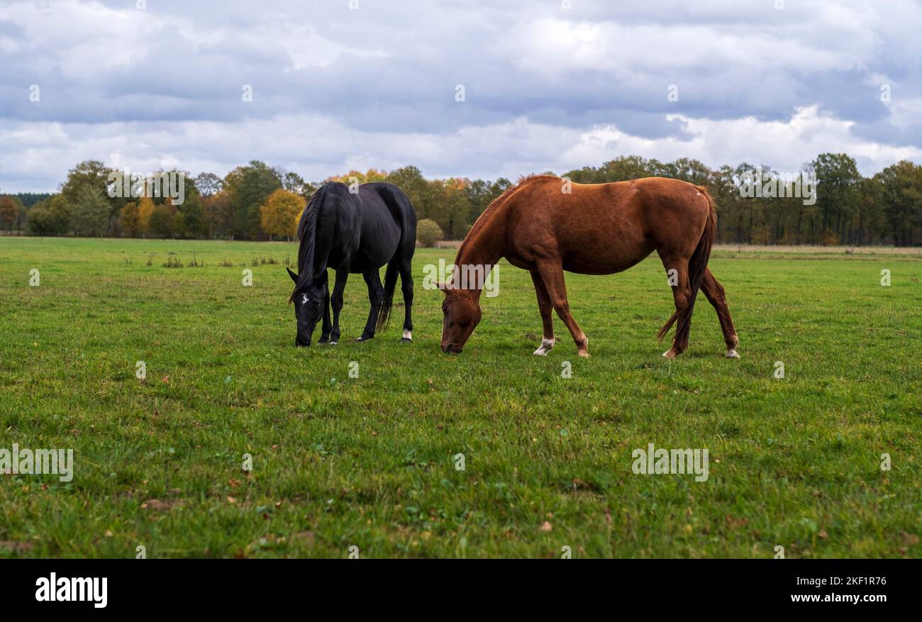 Zwei schöne Pferde auf grünen Wiesen. Stockfoto