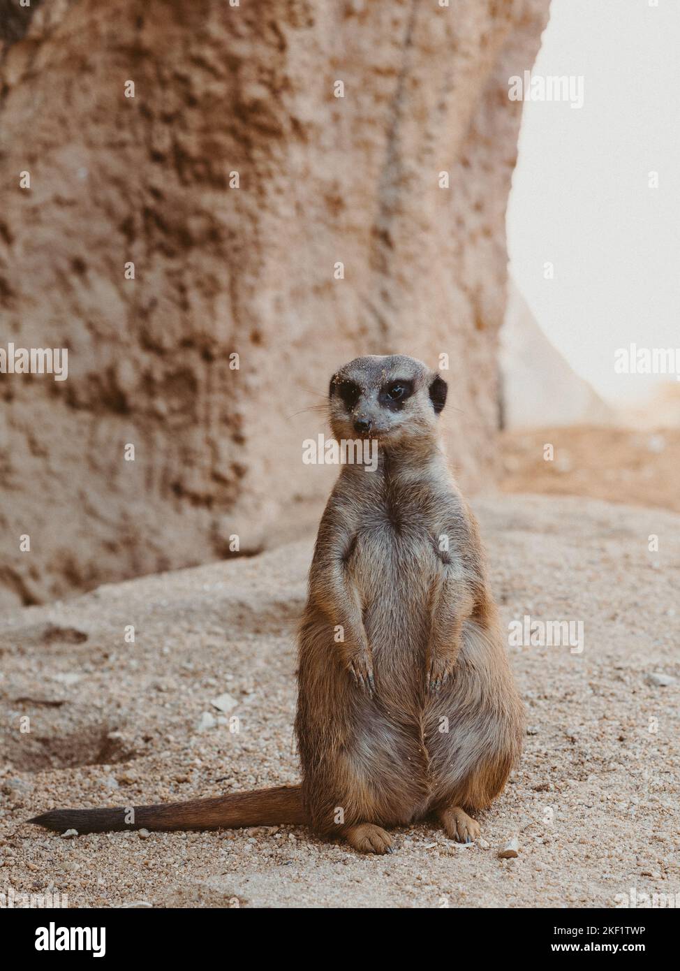 Porträt eines Surikats, eines afrikanischen Tieres, eines kleinen Raubtieres aus der Mungo-Familie mit Schnauze im Sand. Er gräbt ein Loch und schaut Stockfoto