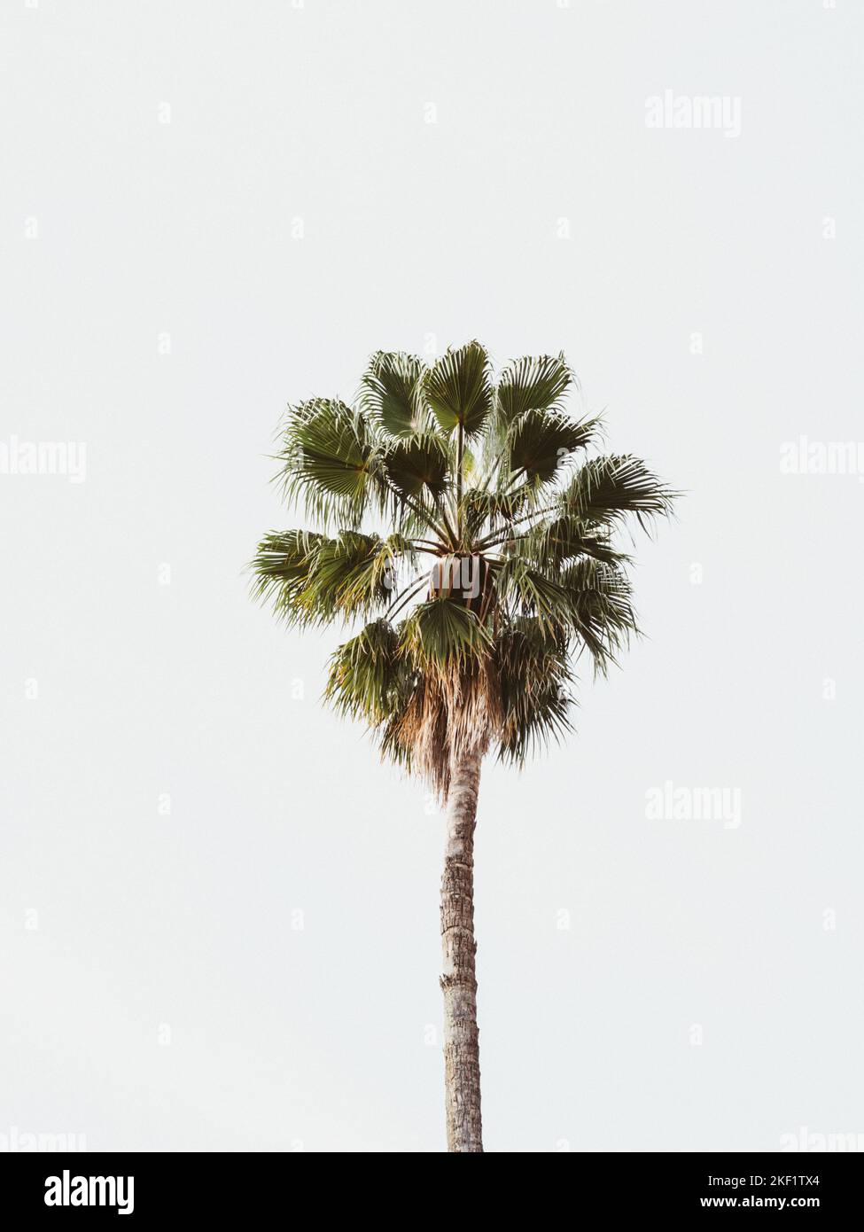 Eine einzelne große grüne Palme vor einem weißen Himmel. Palme auf weißem Hintergrund Stockfoto