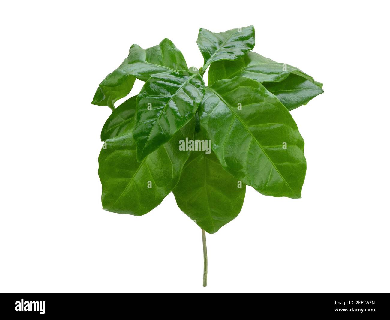 Kleiner Buschbaum mit saftig grünen glänzenden Blättern, isoliert. Junge Kaffeepflanze mit wachsartigen Blättern auf weißem Hintergrund Stockfoto