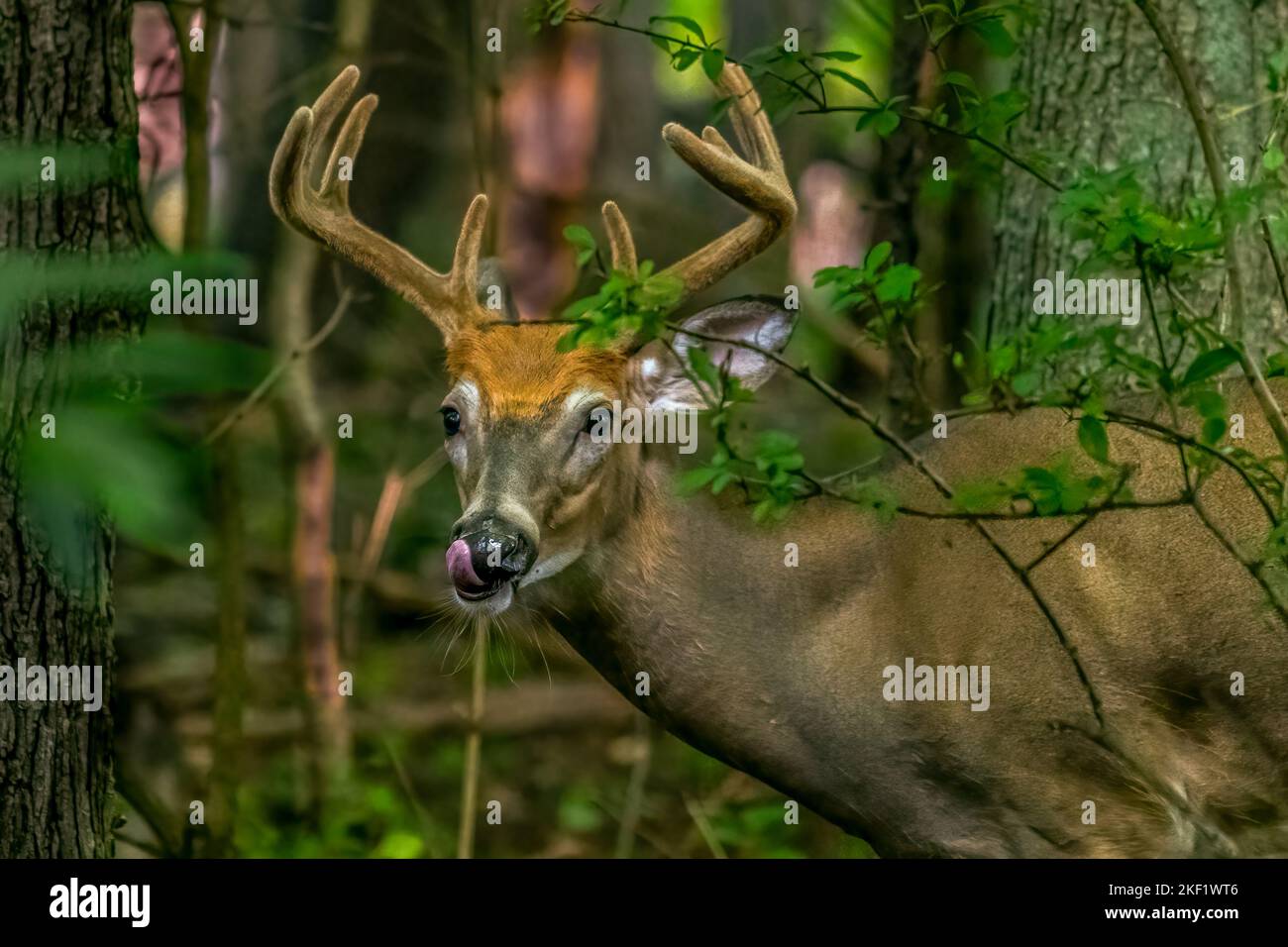 Ein männlicher Weißschwanzhirse Buck (Odocoileus virginianus) mit großem Geweih, der seine Lippen in Michigan, USA, leckt. Stockfoto