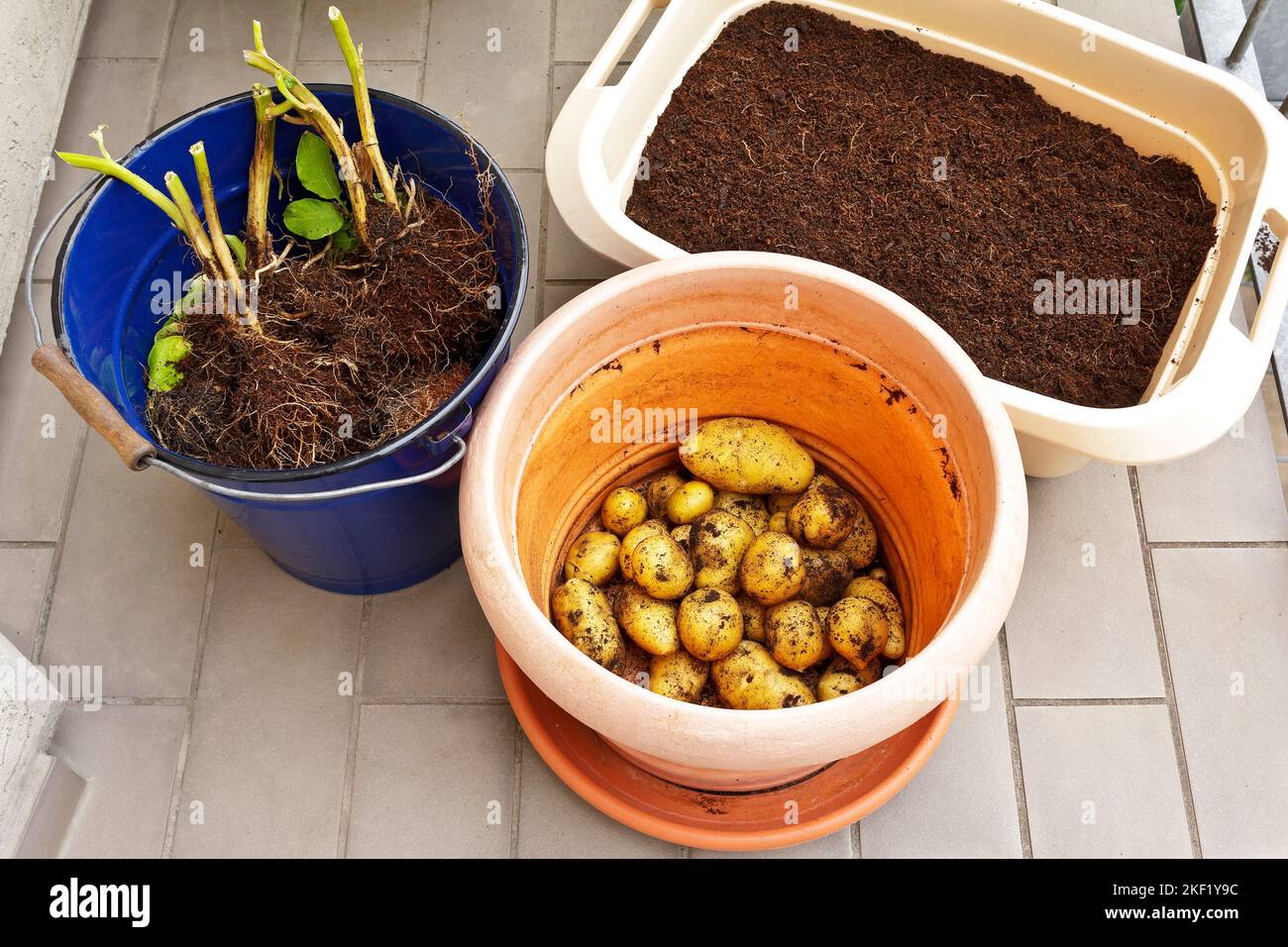 Fotoserie über den Anbau von Kartoffeln in Containern auf Balkon, Terrasse oder Terrasse: 8. Ernten Sie die Kartoffeln, indem Sie sie vorsichtig vom Boden trennen. Stockfoto